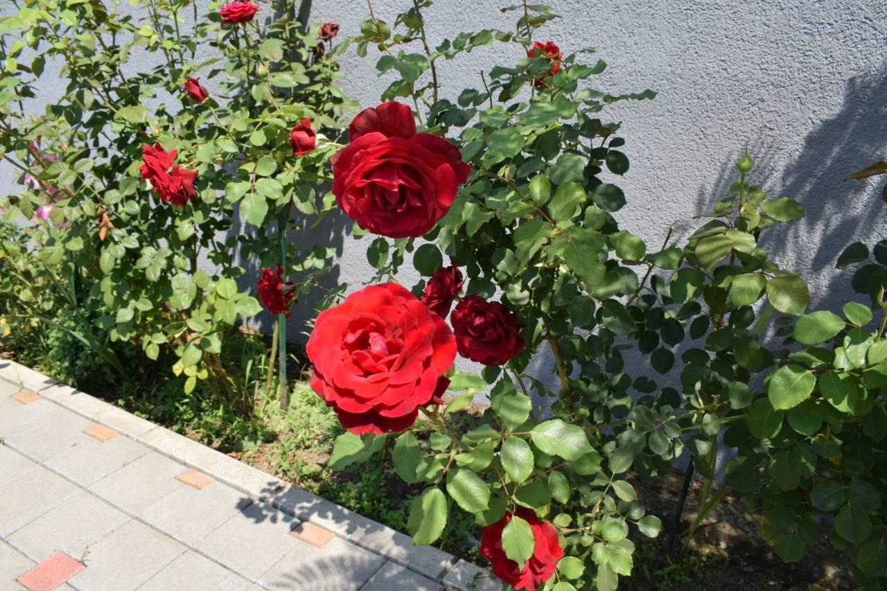 סמדרבו Vila Mila Riverside Apartments מראה חיצוני תמונה